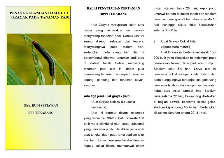 Pengendalian ulat grayak padi