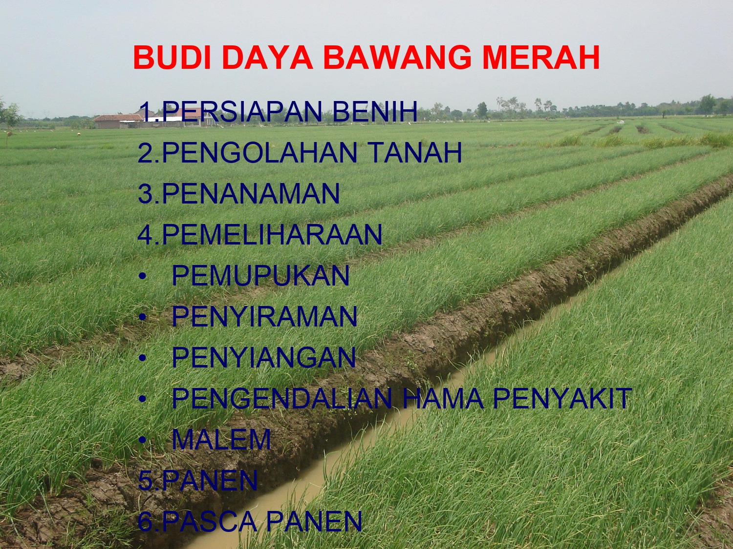 Budidaya Bawang Merah