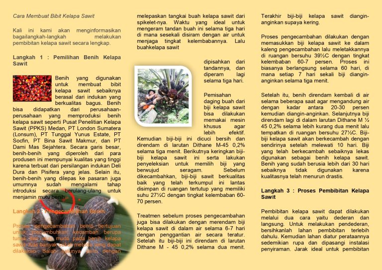 Cara Membuat Bibit Sawit