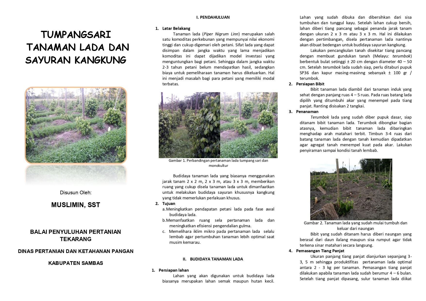 Tumpangsari Tanaman Lada dan Sayuran Kangkung