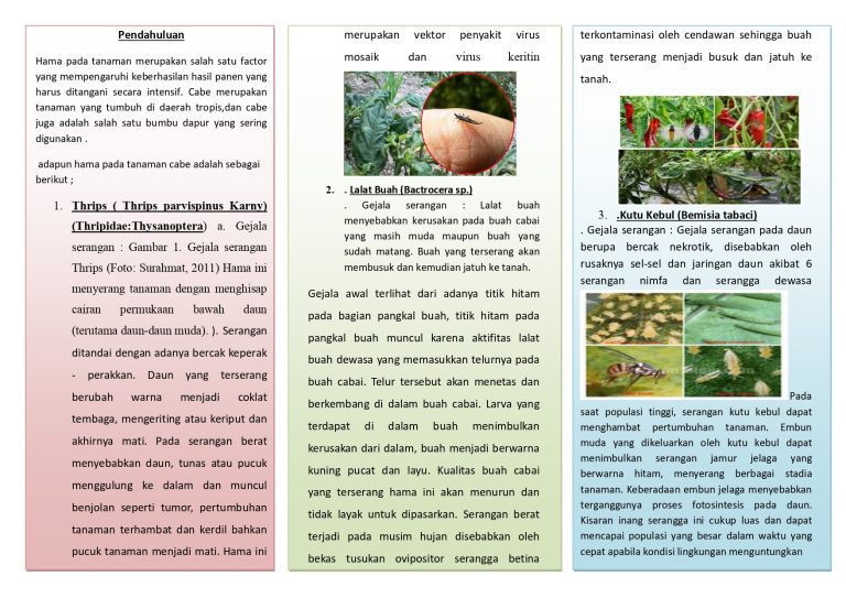 Folder Cabe