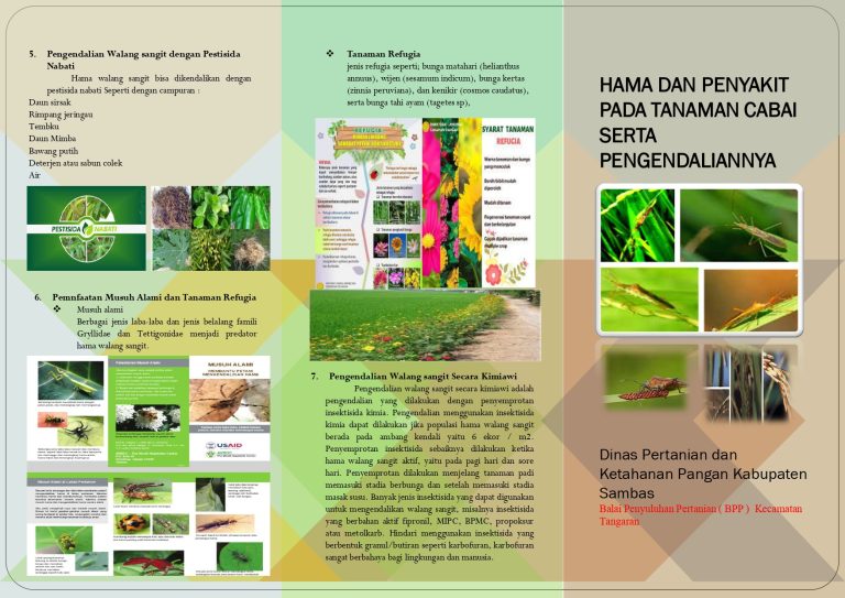 HAMA PENTING PADA TANAMAN CABAI